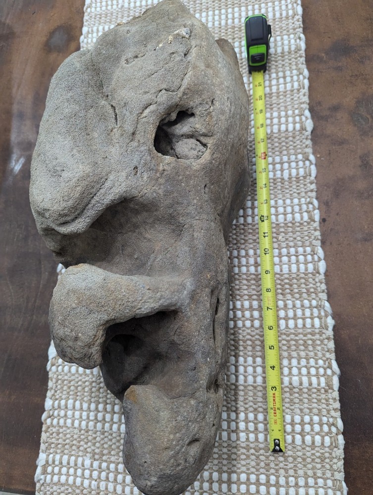 Fossilized Alien Head ???? 👽🛸