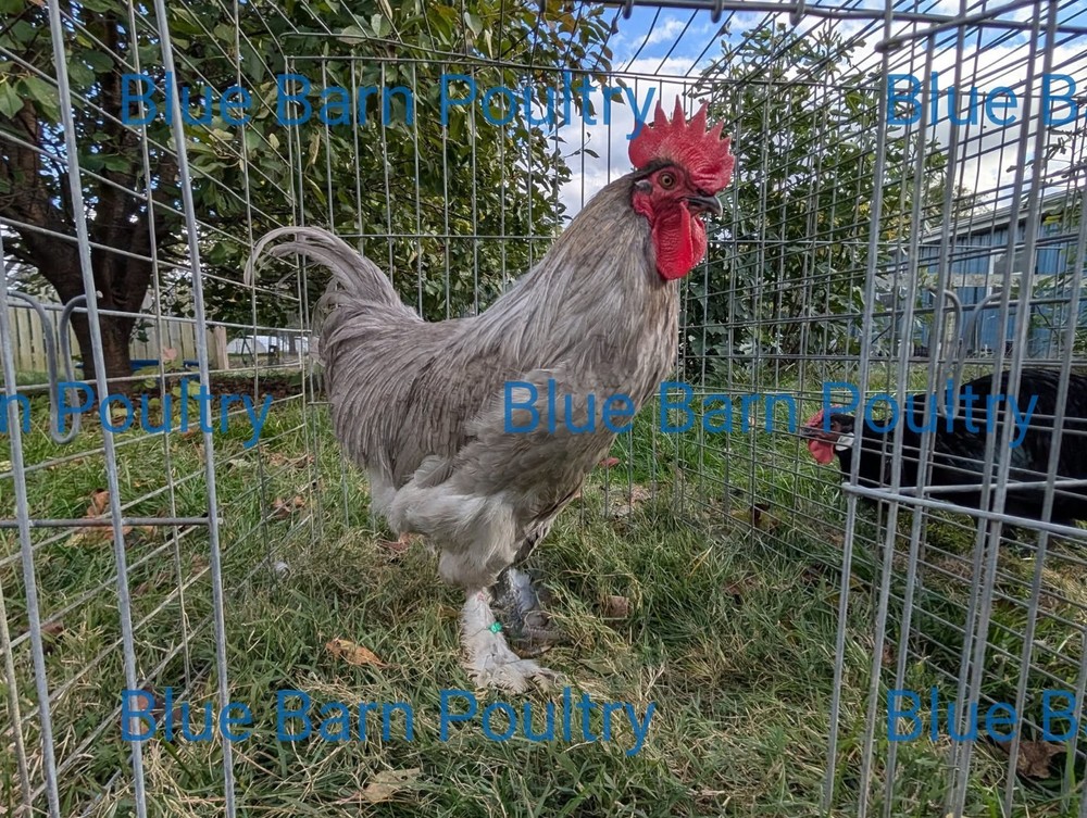 6 Lavender and Split to Solid Black Marans Chicken Hatching Eggs Purebred NPIP