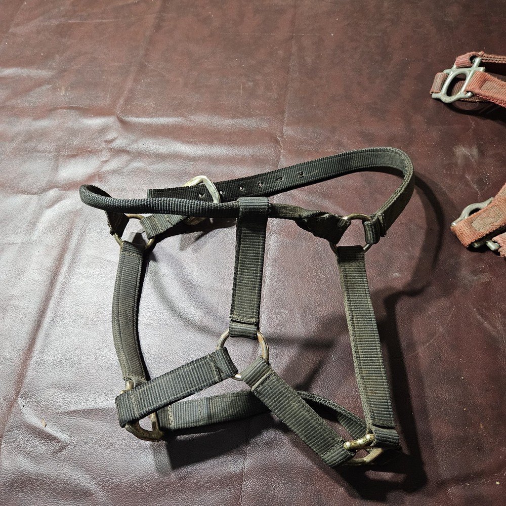 Two Yearling Medium Horse Leather Double Leather & Poly Stitched Halter
