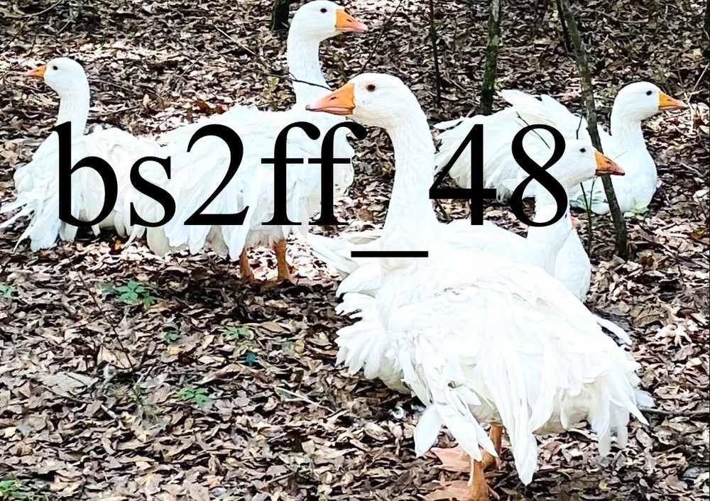 Sebastopol Geese Hatching Egg