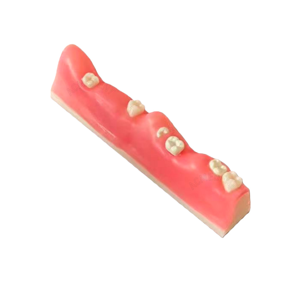 Dental Impacted Tooth Extraction Practice Model Training Gingiva Sutures Test