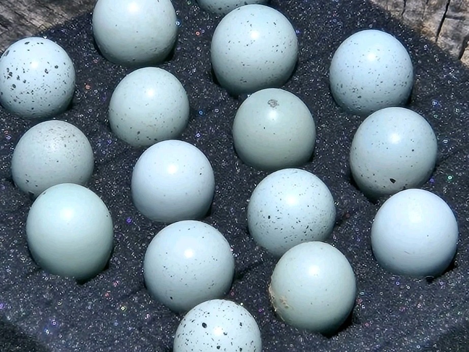 6+ Celadon Blue Coturnix Quail Hatching Eggs **100% TRUE BLUE**