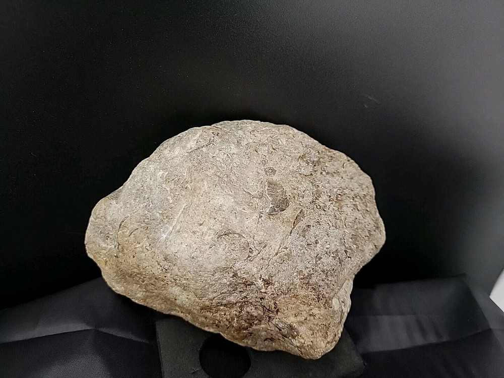 fossilized clam shell