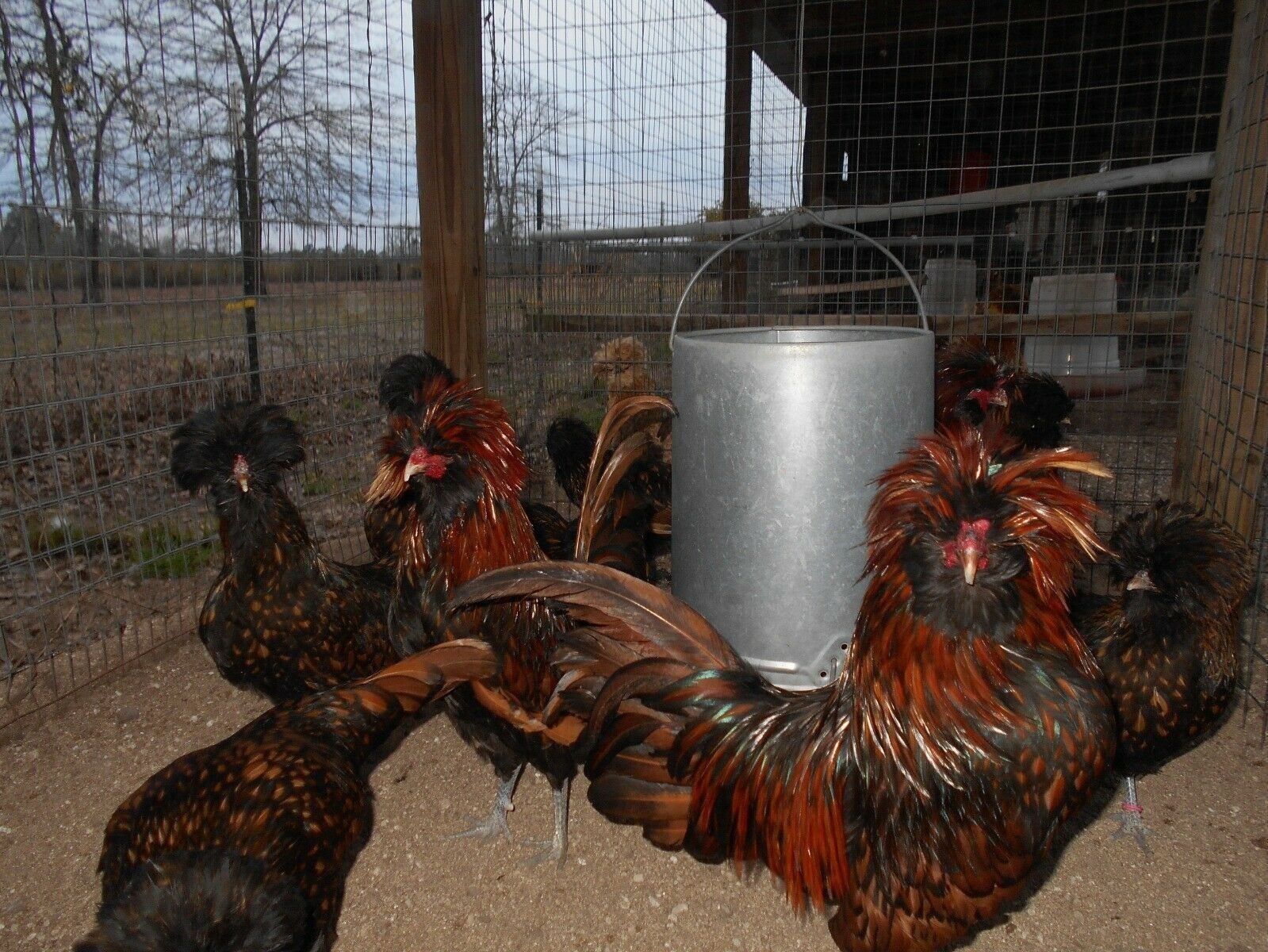 SILVER, BUFF, WHITE, GOLDEN POLISH BANTAM HATCHING EGGS SHIP 3/23 12+EGGS