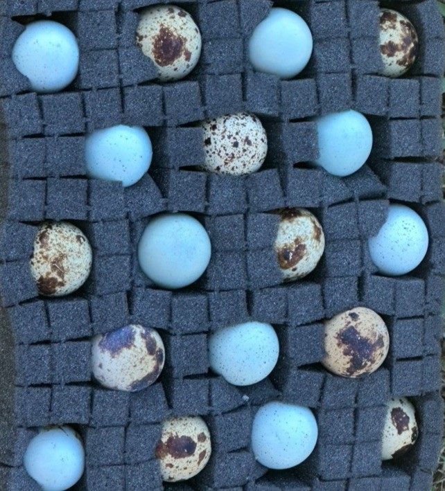 (18+ Total) 9 Celadon Blue/9 Assorted Coturnix Quail Hatching Eggs