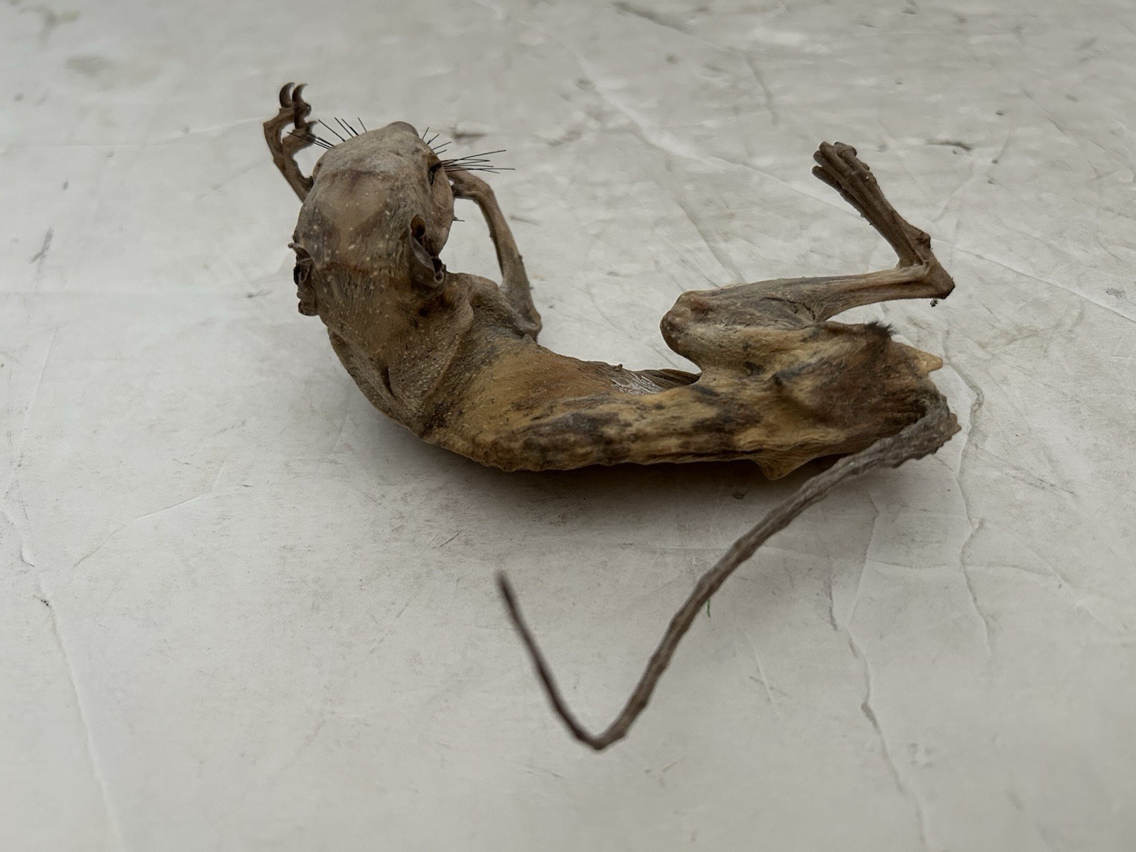 Mummified Baby Squirrel Unusual Unique