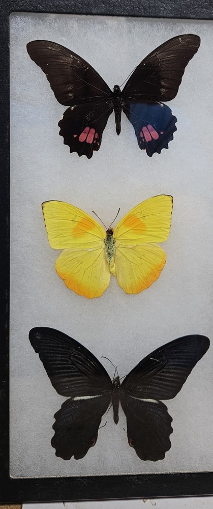 Real framed Butterfly collection #10