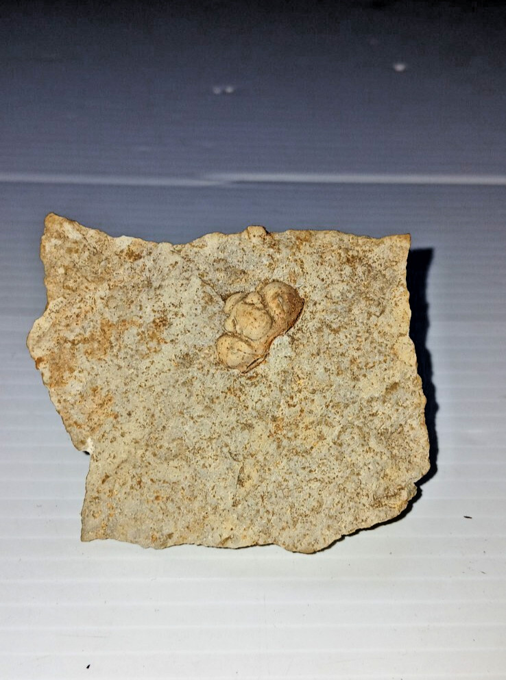 Trilobite Fossil