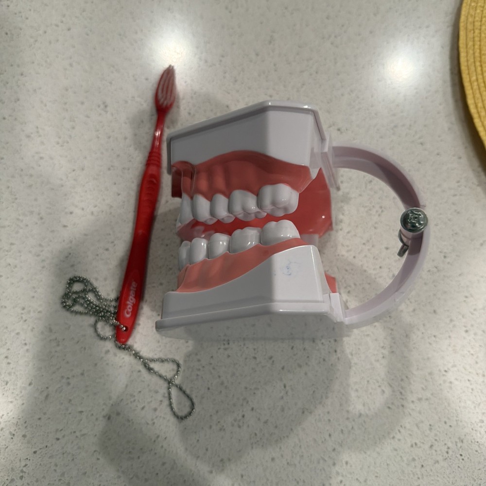 Colgate Large Teeth Educational Model