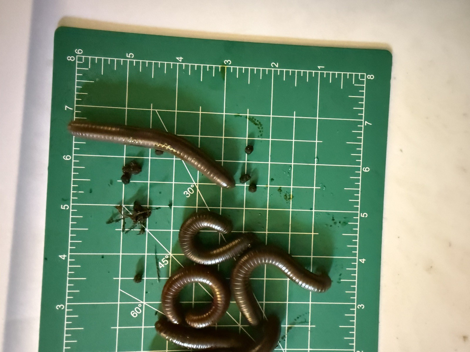 UV REACTIVE Hiltonius Pulchrus Millipede 5 Compost Classroom Pet Millipede Only