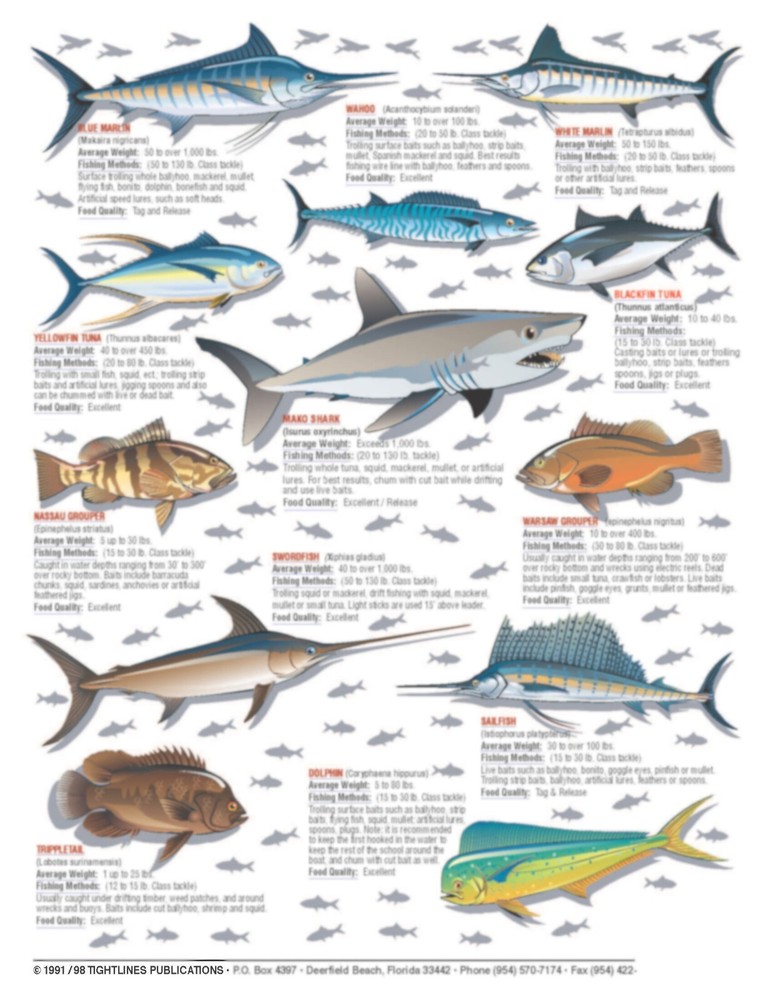 Saltwater Fish Identification #1 -- Waterproof Quick Reference Guide