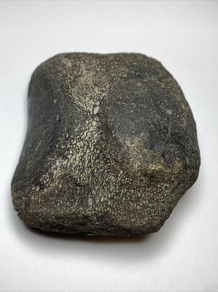 Dinosaur Vertebrae