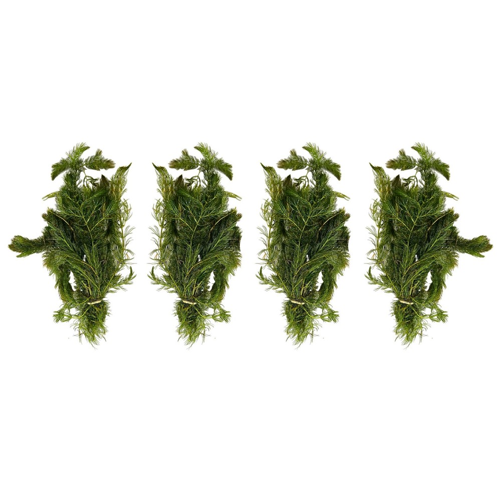 Anacharis and Hornwort Bundle