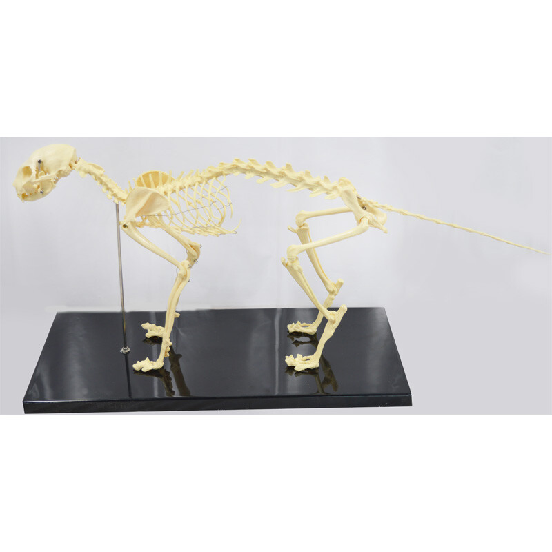 Feline Skeleton Anatomical Model Education Model Study Train Standard Size PVC