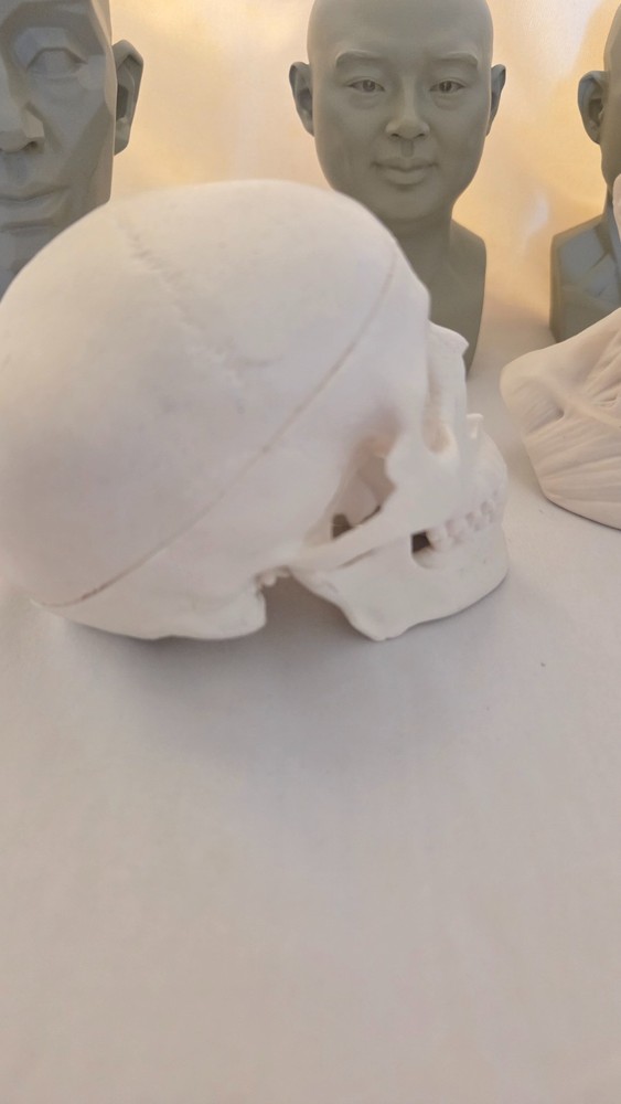 Mini Drawing Aid Model Set -- Hands, Head, and Skull