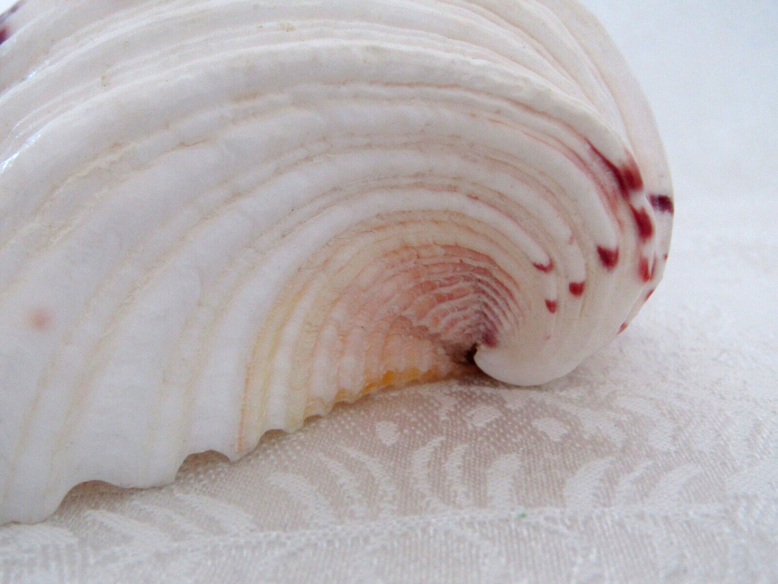 Genuine Bear Paw Hippopus Clam 6.5" x 5.5" Seashell EUC