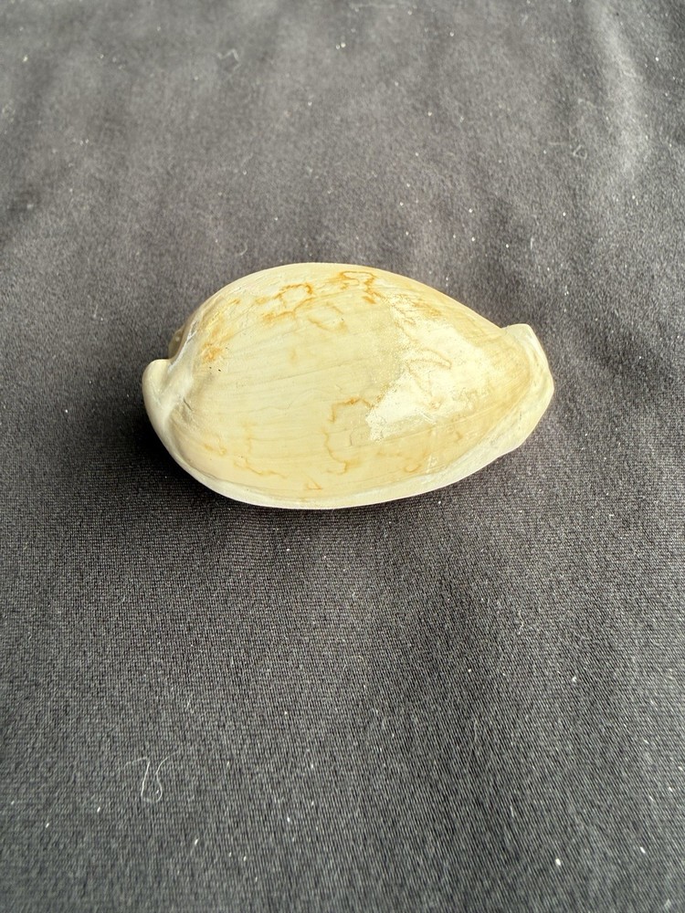 EXTINCT fossilized Cowrie shell from central Florida..Pliocene era.