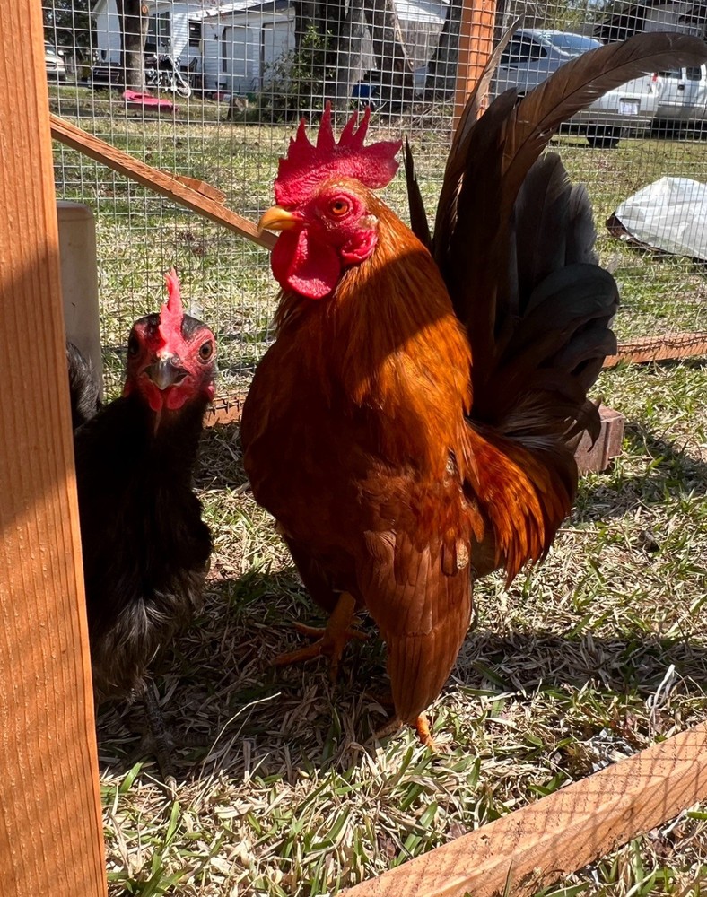 Serama Hatching Eggs *various feather* 10eggs +extra