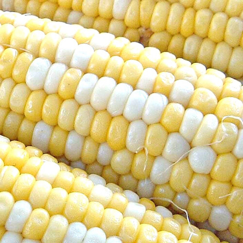 Peaches & Cream Corn Seeds | Hybrid Bicolor Sweet | Non-GMO | Free Shipping 1108