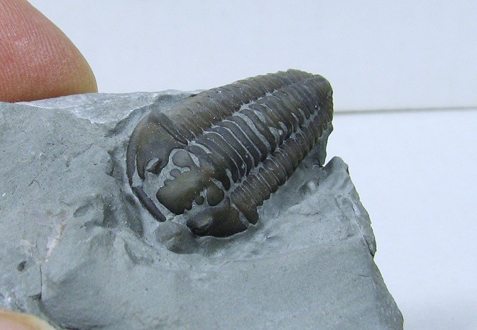 Flexicalymene Trilobite #27