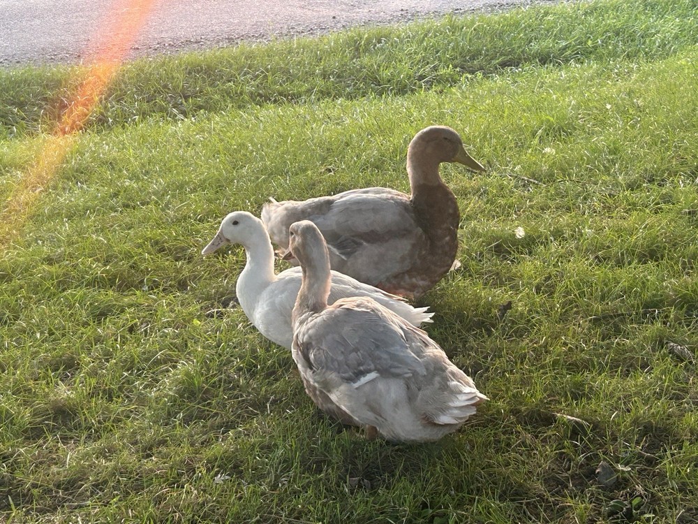 12+ Duck Fertilized Hatching Eggs Mixed Colors
