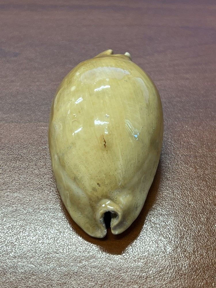 Fossilized Extinct COWRIE Shell From Central Florida, Pliocene Era.