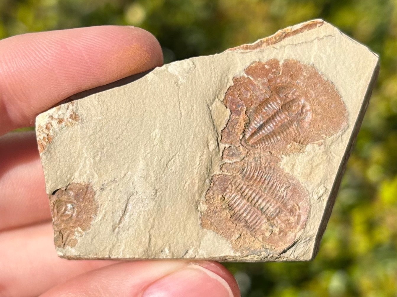 Georgia Fossil Trilobites Aphelaspis brachyphasis Conasauga Formation Cambrian