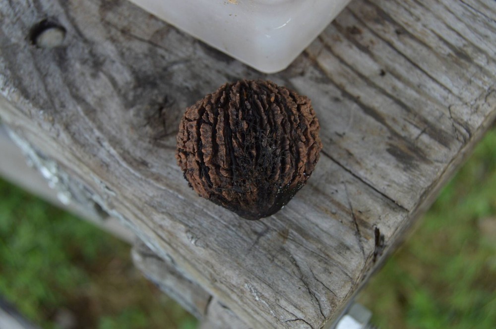 World Best Black Walnut Nut Cracker - Grandpa's Goody Getter