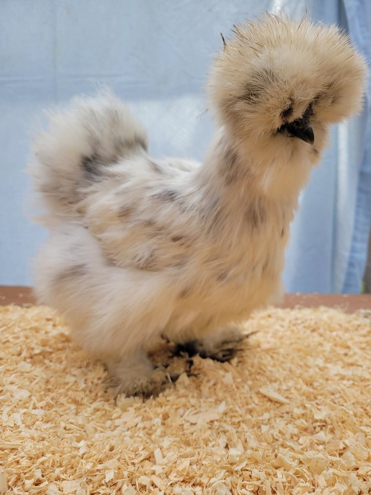 DISCOUNT!! Silkie Hatching Eggs Npip. READ DESCRIPTION!!!
