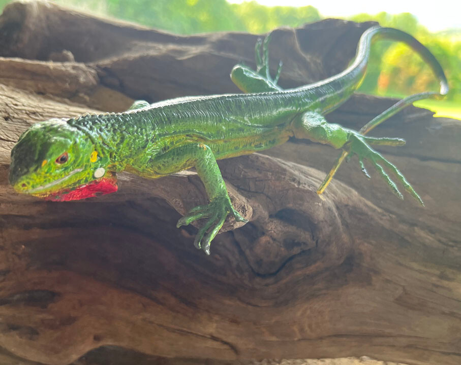 Iguana Baby - AAA