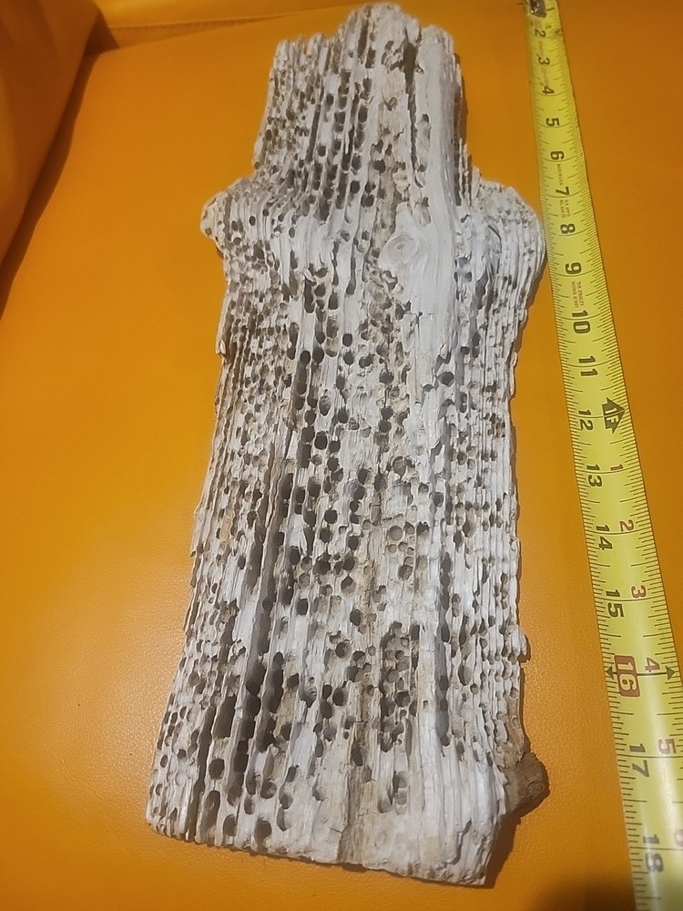 Driftwood