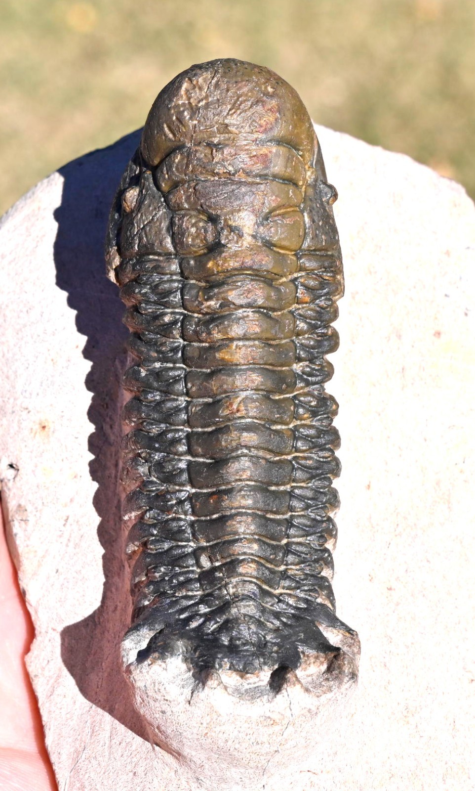Trilobite Fossil, Crotalocephalus gibbus with a Hypostome, from Morocco #2
