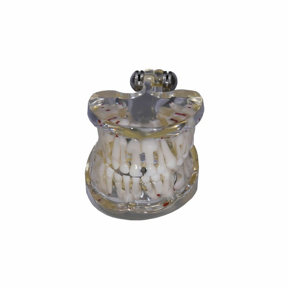 Redland Model Dental Demonstration Teeth Educational Model -FDA