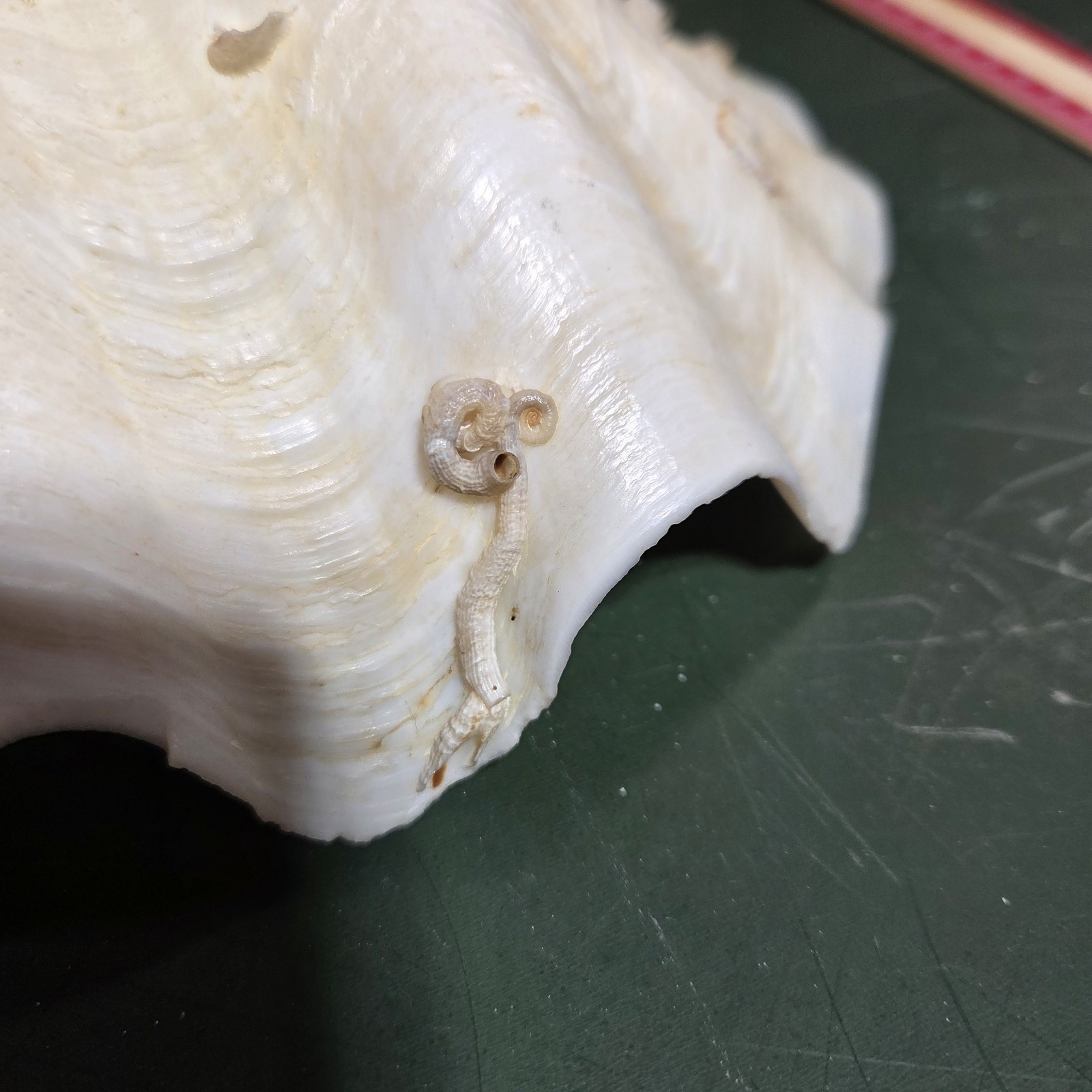 REAL 15½" Natural Giant Clam Shell Tridacna Gigas Sea *AND* 10" Giant Clamshell