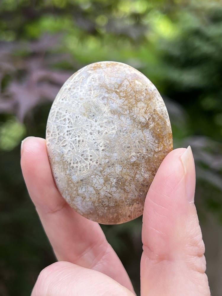 Fossilized Coral Crystal Palmstone AAA+ 37