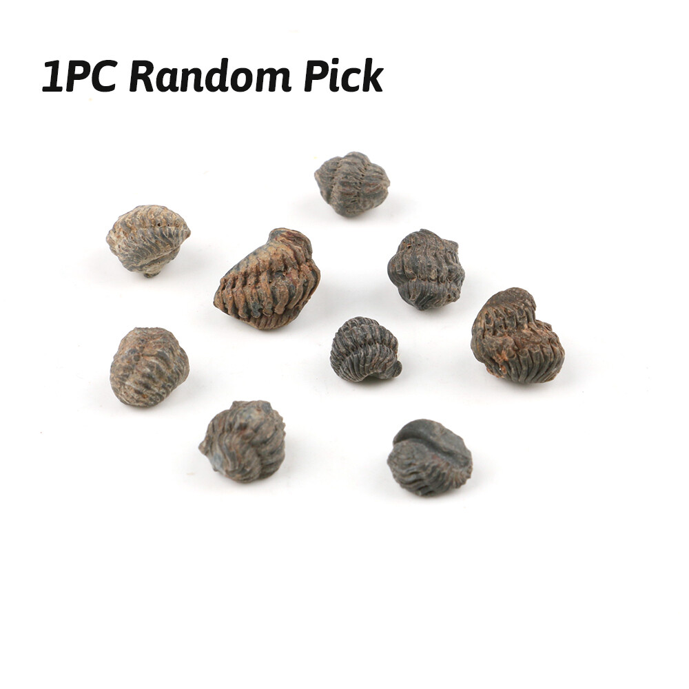 Random 1pc Mini Trilobite Fossil Reedops Phacops Devonian Stone Morocco Specimen