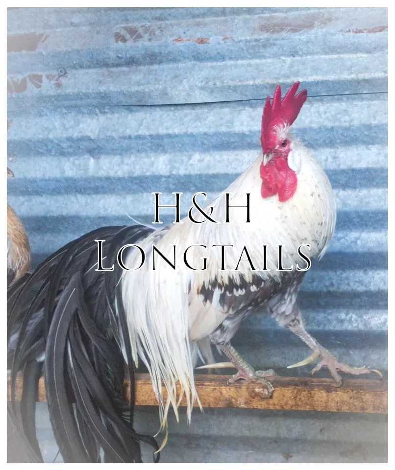 6+ Assorted color Phoenix longtail Chicken hatching eggs L@@K!
