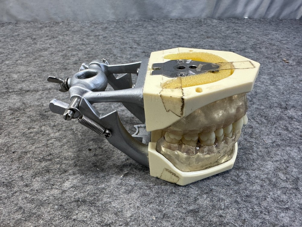 Perio Trainer Dental Model with Hinge Clear Composite gums