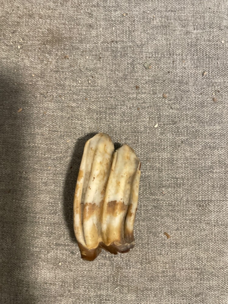 ice age horse tooth