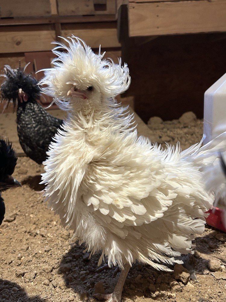 Fertile Polish Hatching Eggs +6