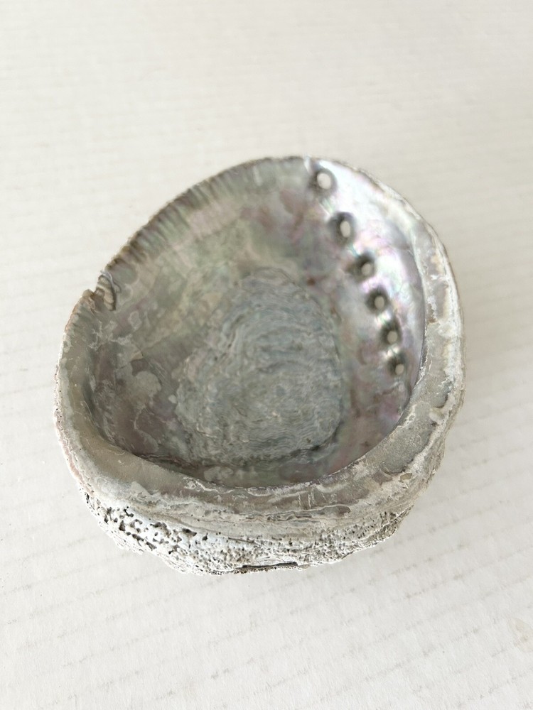 Large Natural Abalone Shell