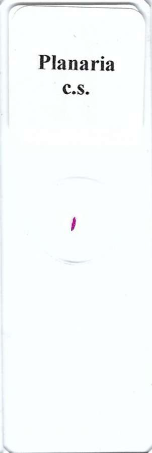 Planaria c.s. Microscope Slide