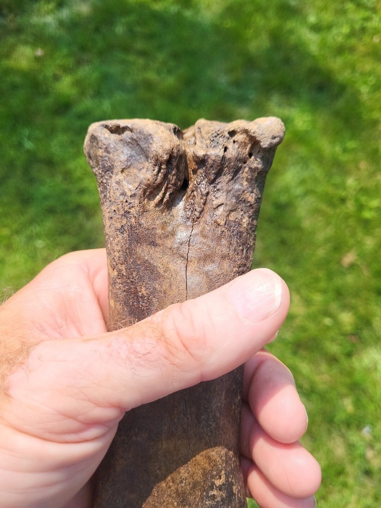 Bison metacarpal Historic bison foot bone