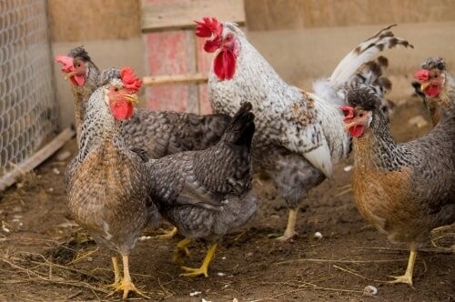 5 HATCHING EGGS, EASTER/OLIVE EGGERS, AMERAUCANA, LEGBAR. ** SHIPS SAME DAY **!!