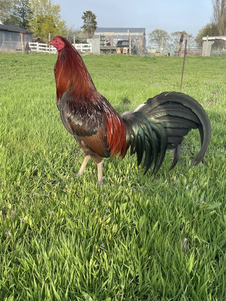 12+ Chicken Hatching Eggs