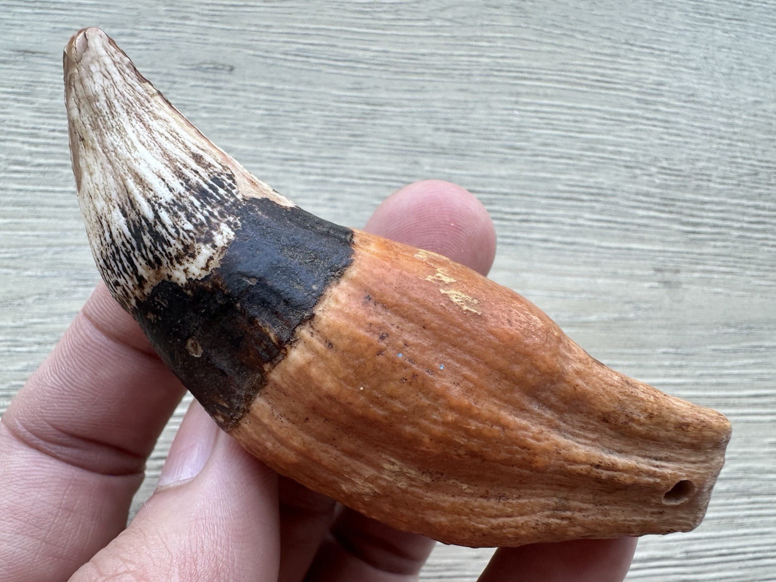 3.8” Ursus Spelaeus 25,000 Years Old Cave Bear Tooth Perfect Condition