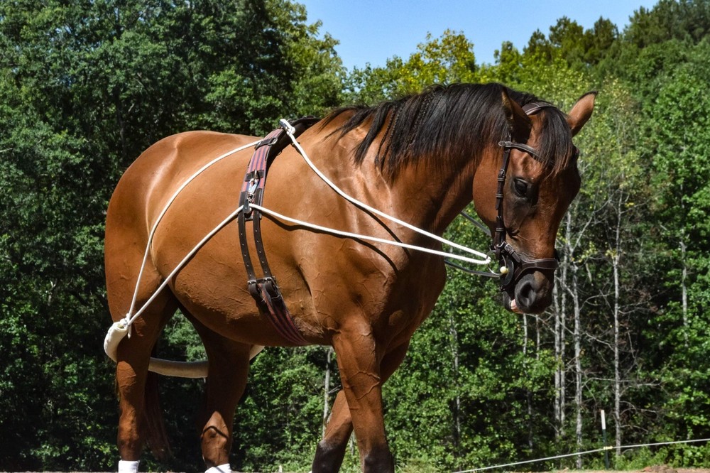 Leaders Training System For Horse, Training Surcingle, Lines And Training Aid