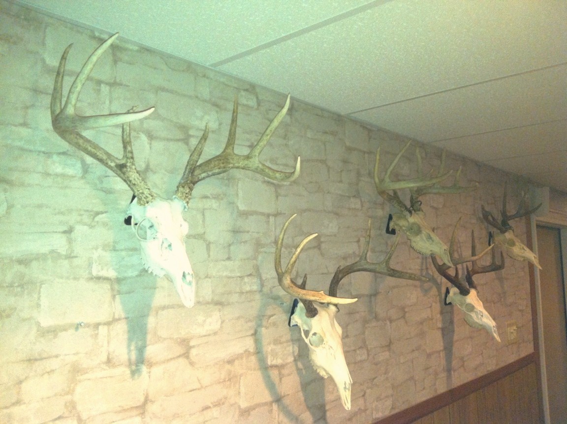 European Skull Mount Hanger *The EuroHanger* Deer Skull Hook