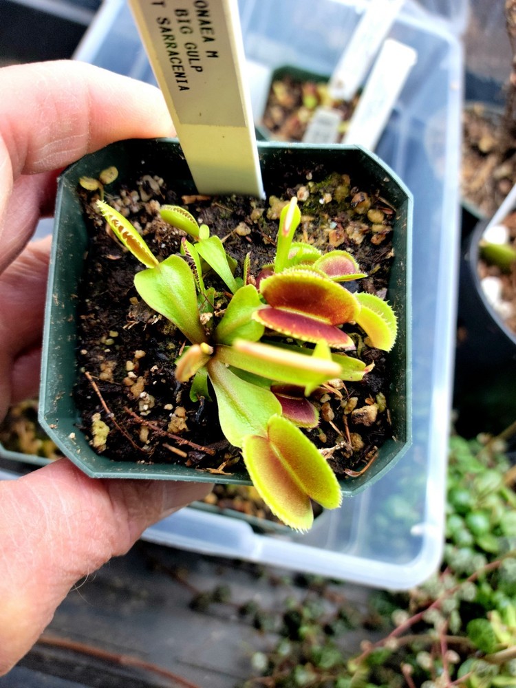 Dionaea M 'CCCP Big Gulp venus flytrap RARE
