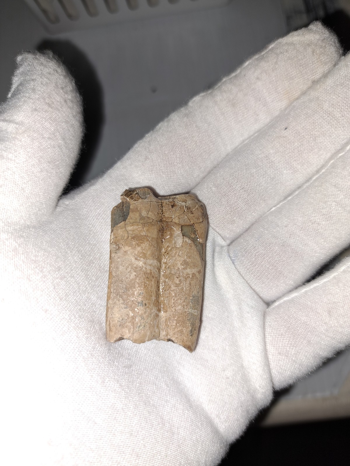 EOCENE FOSSIL HORSE [EQUUS] TOOTH FRAGMENTS FROM ARCADIA, FLORIDA – SPECIMENS #5